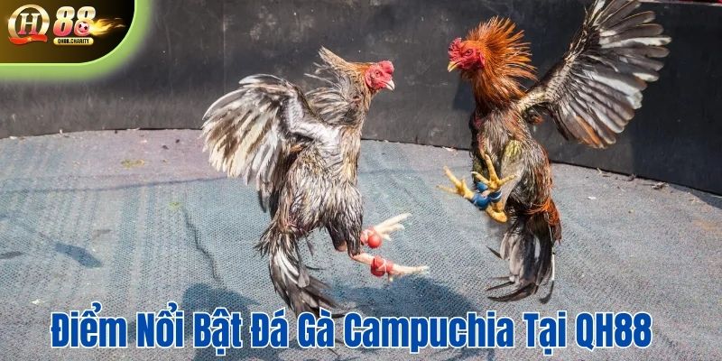 Các điểm nổi bật của đá gà campuchia tại QH88