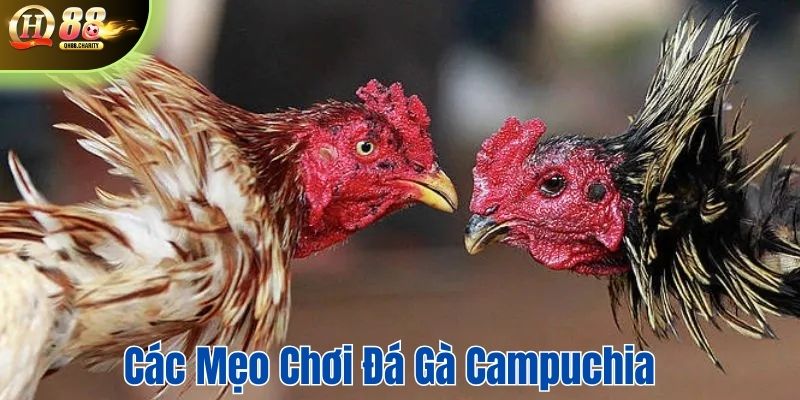 Các mẹo chơi giúp bạn tối ưu hóa chiến thắng