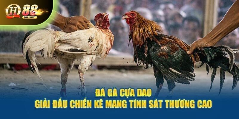 Chia sẻ luật chơi cơ bản của bộ môn chọi kê cựa dao