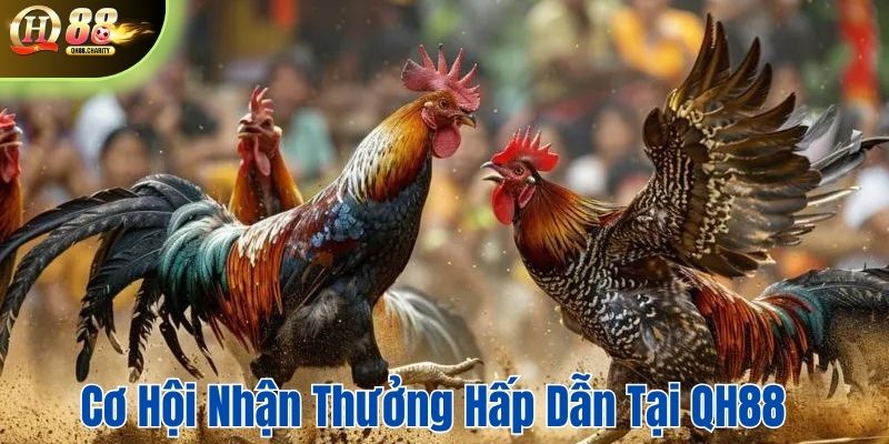 Cơ hội nhận thưởng hấp dẫn khi chơi đá gà tại QH88