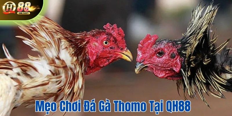 Mẹo chơi đá gà Thomo tại QH88 cho tân thủ