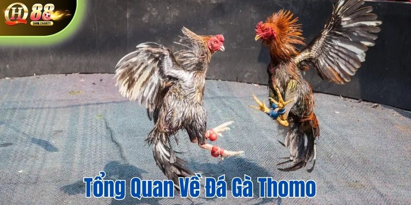 Đá gà tại Thomo là hình thức cá cược truyền thống ở Campuchia