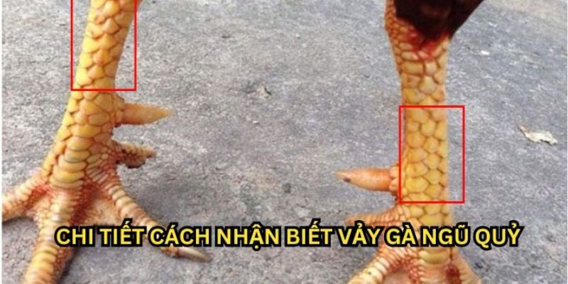 Hướng dẫn cách nhận biết gà mang vảy ngũ quỷ