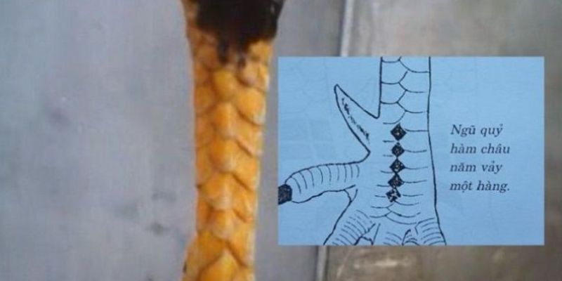 Vảy ngũ quỷ có đặc điểm không quá khó để nhận biết