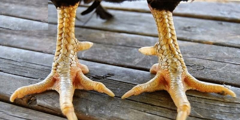 Vảy gà quý Kích Giáp làm khiếp sợ mọi đối thủ